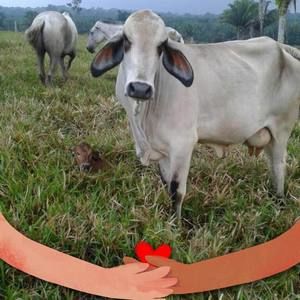 Meet your Posher, Elder